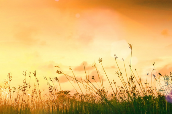 Sunrise Wealth Advisors