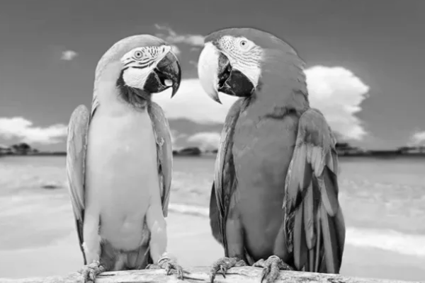 Parrott Wealth Management