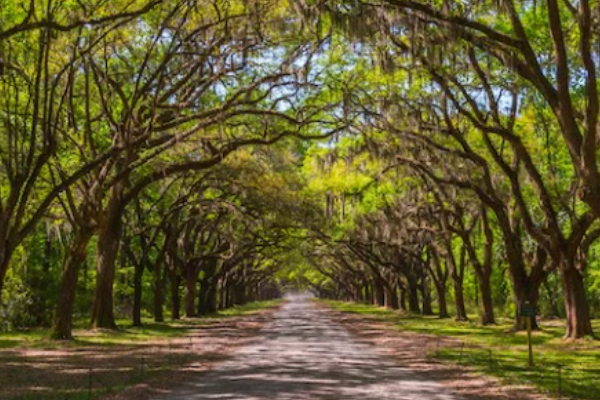 Oaks Wealth Management